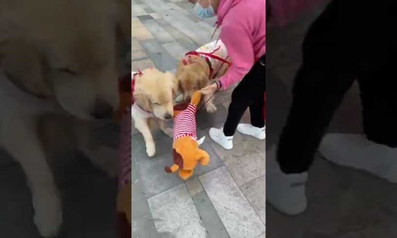 Funniest & Cutest Puppies - Funny Puppy Videos | Cute and Funny Dog Videos | Minutes of Funny Puppy