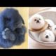 AWW SO CUTE! Cutest baby animals Videos Compilation Cute moment of the Animals - Cutest Animals #62