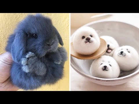 AWW SO CUTE! Cutest baby animals Videos Compilation Cute moment of the Animals - Cutest Animals #62