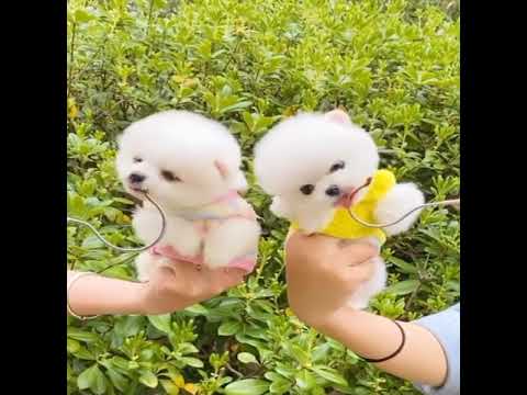 Cute Puppies funny video 😀😍 #cutepuppy #viral  #shorts #youtubeshorts