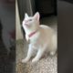 Cute Cat Playing #funnycats #cutecats #cutecat #animals #babycat