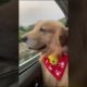 Funniest & Cutest Puppies - Funny Puppy Videos | Cute and Funny Dog Videos | Minutes of Funny Puppy