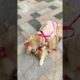 Funniest & Cutest Puppies - Funny Puppy Videos | Cute and Funny Dog Videos | Minutes of Funny Puppy