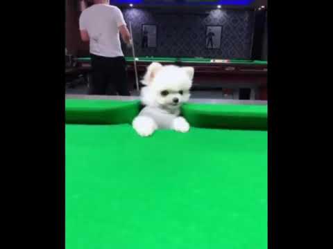 Cute Puppies funny video 😀😍 #cutepuppy #viral  #shorts #youtubeshorts