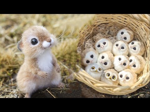 AWW SO CUTE! Cutest baby animals Videos Compilation Cute moment of the Animals - Cutest Animals #37