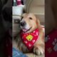 Funniest & Cutest Puppies - Funny Puppy Videos | Cute and Funny Dog Videos | Minutes of Funny Puppy