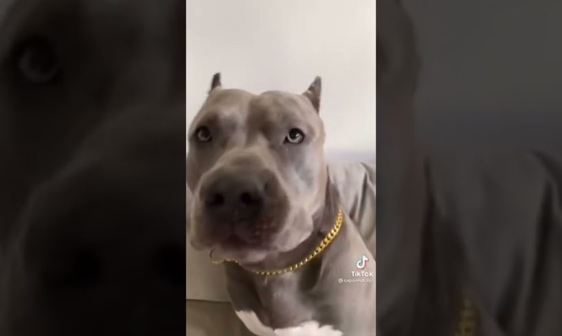 ๐ถ Cutest dogs in the world 2022 #shorts #cutedogs #funnydogs #funny #cute #dogs