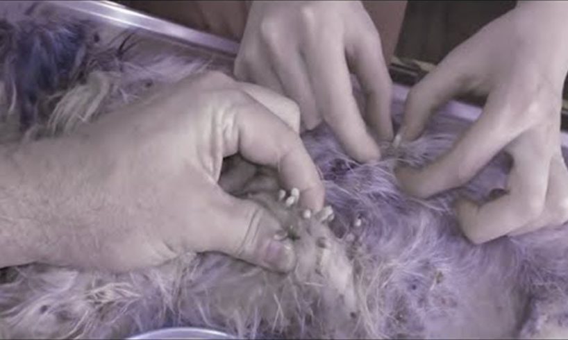 Removing Monster Mango worms From Poor Dog! Animal Rescue Videos 2022