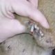 Removing Monster Mango worms From Poor Dog! Animal Rescue Videos 2022