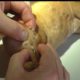 Removing Monster Mango worms From Poor Dog! Animal Rescue Videos 2022