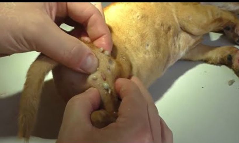 Removing Monster Mango worms From Poor Dog! Animal Rescue Videos 2022