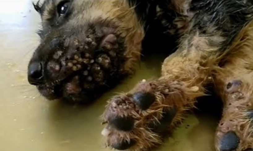 Removing Monster Mango worms From Poor Dog! Animal Rescue Videos 2022