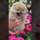 Cute baby animals Videos Compilation cutest moment of the animals - Cutest Puppies #1
