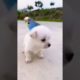 Cute baby animals Videos Compilation cutest moment of the animals - Cutest Puppies