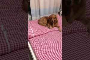 Funniest & Cutest Puppies - Funny Puppy Videos | Cute and Funny Dog Videos | Minutes of Funny Puppy