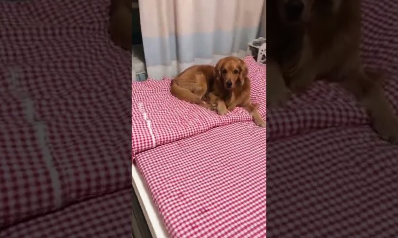 Funniest & Cutest Puppies - Funny Puppy Videos | Cute and Funny Dog Videos | Minutes of Funny Puppy