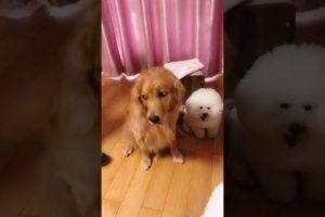 Funniest & Cutest Puppies - Funny Puppy Videos | Cute and Funny Dog Videos | Minutes of Funny Puppy