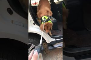 Funniest & Cutest Puppies - Funny Puppy Videos | Cute and Funny Dog Videos | Minutes of Funny Puppy