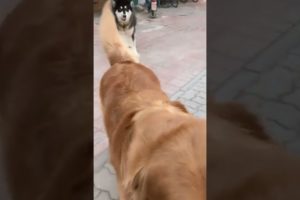 Funniest & Cutest Puppies - Funny Puppy Videos | Cute and Funny Dog Videos | Minutes of Funny Puppy