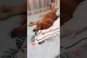 Funniest & Cutest Puppies - Funny Puppy Videos | Cute and Funny Dog Videos | Minutes of Funny Puppy