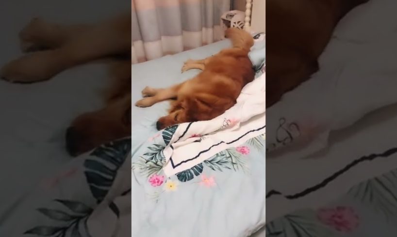 Funniest & Cutest Puppies - Funny Puppy Videos | Cute and Funny Dog Videos | Minutes of Funny Puppy
