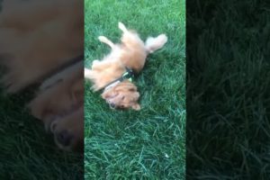 Funniest & Cutest Puppies - Funny Puppy Videos | Cute and Funny Dog Videos | Minutes of Funny Puppy