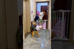 Funniest & Cutest Puppies - Funny Puppy Videos | Cute and Funny Dog Videos | Minutes of Funny Puppy