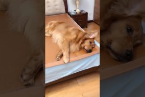 Funniest & Cutest Puppies - Funny Puppy Videos | Cute and Funny Dog Videos | Minutes of Funny Puppy