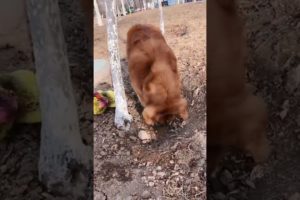 Funniest & Cutest Puppies - Funny Puppy Videos | Cute and Funny Dog Videos | Minutes of Funny Puppy