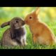 Aww so cute cutest #baby #animals #videos #compilation 2022 cutevideo -paws House