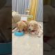 Funniest & Cutest Puppies - Funny Puppy Videos | Cute and Funny D0g Videos | Minutes of Funny Puppy