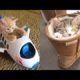Baby cute - cat and funny videos compilation #2022 -paws house