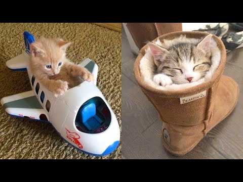 Baby cute - cat and funny videos compilation #2022 -paws house