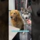 Cute and Funny Dog Videos | Funniest & Cutest Puppies - Funny Puppy Videos | Most Beautiful Videos