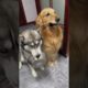 Cute and Funny Dog Videos | Funniest & Cutest Puppies - Funny Puppy Videos | Most Beautiful Videos