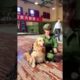 Funniest & Cutest Puppies - Funny Puppy Videos | Cute and Funny Dog Videos | Minutes of Funny Puppy