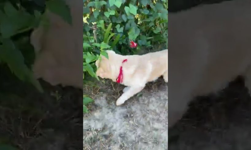 Funniest & Cutest Puppies - Funny Puppy Videos | Cute and Funny D0g Videos | Minutes of Funny Puppy