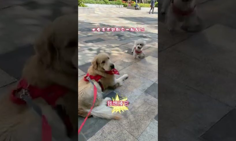 Funniest & Cutest Puppies - Funny Puppy Videos | Cute and Funny Dog Videos | Minutes of Funny Puppy