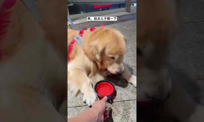 Funniest & Cutest Puppies - Funny Puppy Videos | Cute and Funny D0g Videos | Minutes of Funny Puppy