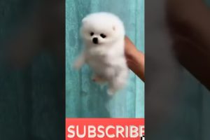 funny and cute Pomeranian video || cutest puppy #pomeranian #puppy #youtubeshorts #shorts(5)