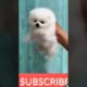 funny and cute Pomeranian video || cutest puppy #pomeranian #puppy #youtubeshorts #shorts(5)