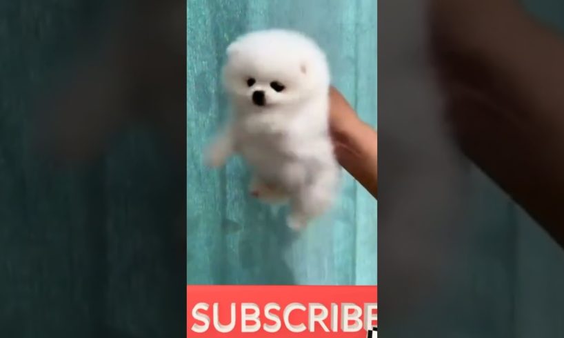 funny and cute Pomeranian video || cutest puppy #pomeranian #puppy #youtubeshorts #shorts(5)