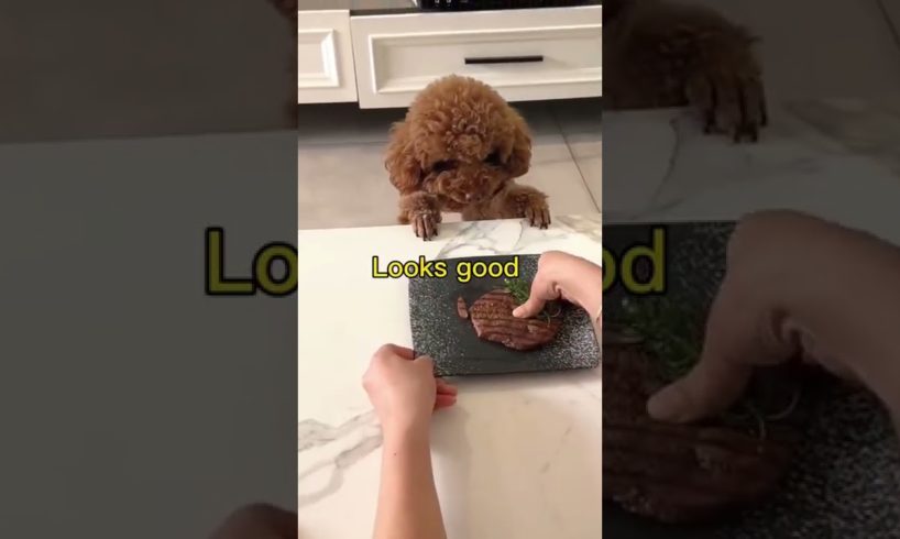 Baby Dogs - Cute and Funny Dog Video 🐶Cute Puppies Doing Funny Things 2022🐶 #shorts #youtubeshorts