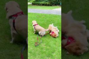 Funniest & Cutest Puppies - Funny Puppy Videos | Cute and Funny D0g Videos | Minutes of Funny Puppy