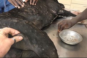 Removing Monster Mango worms From Poor Dog! Animal Rescue Videos 2022