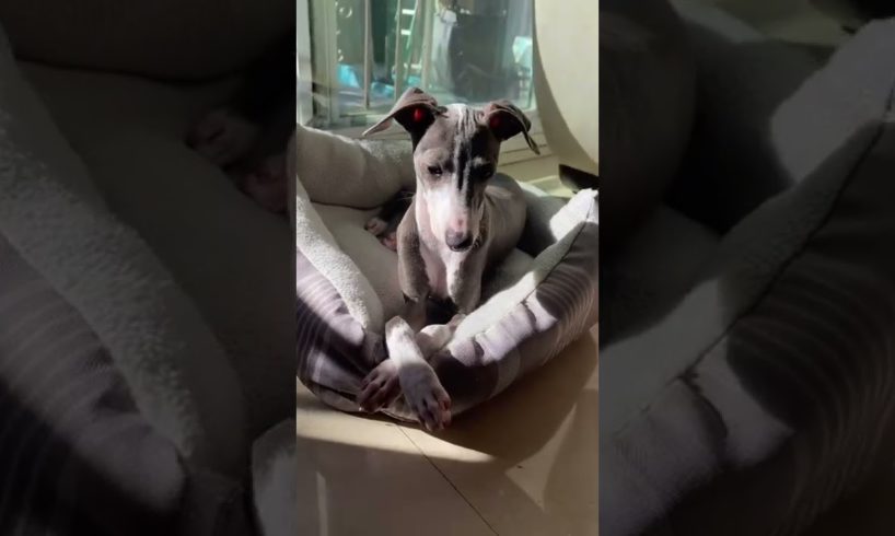 Cute baby animals Videos Compilation cutest moment of the animals - Cutest Puppies #short