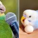 Baby Animals 🔴 Funny Parrots and Cute Birds Compilation (2022) Loros Adorables Recopilación #12