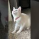 Cute Cat Playing Game #funnycats #cutecats #cutecat #animals #babycat