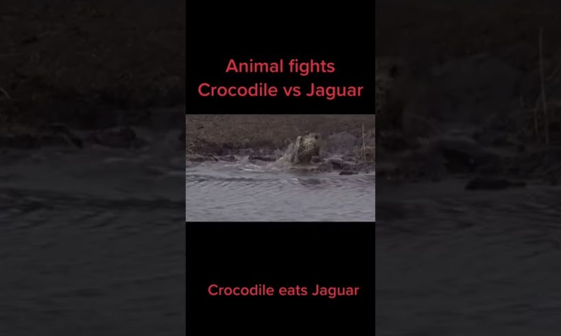 animal fights
