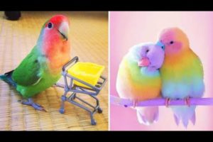 Baby Animals 🔴 Funny Parrots and Cute Birds Compilation (2021) Loros Adorables Recopilación #1